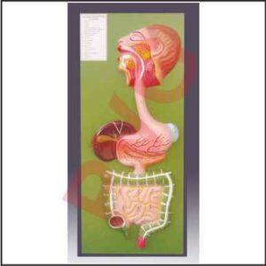 HUMAN DIGESTIVE SYSTEM