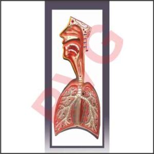 HUMAN RESPIRATORY SYSTEM