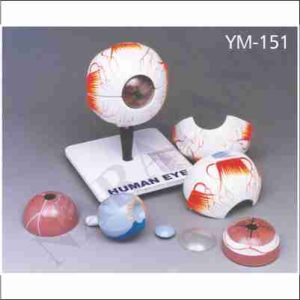 HUMAN EYE