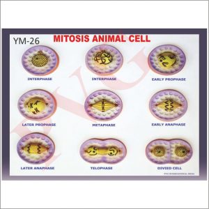 ANIMAL MITOSIS SET