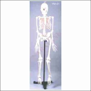 HUMAN SKELETON