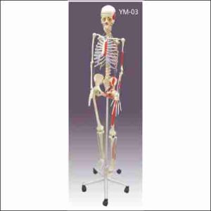 HUMAN MUSCULAR SKELETON