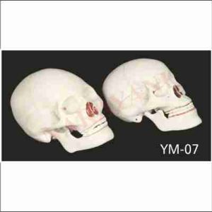 HUMAN SKULL