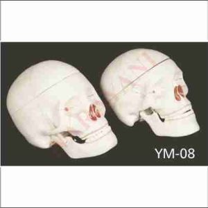 HUMAN SKULL