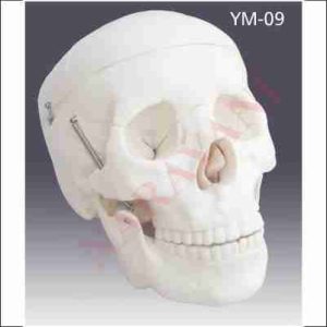 HUMAN SKULL