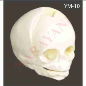 HUMAN FETAL SKULL