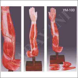 HUMAN LEFT ARM