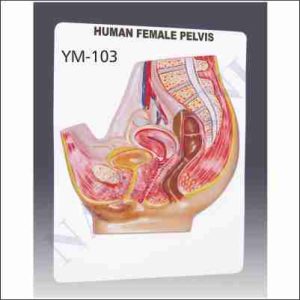 HUMAN FEMALE PELVIS
