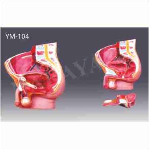 HUMAN MALE PELVIS DISSECTABLE (2 PART)