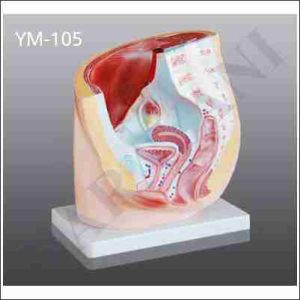 HUMAN FEMALE PELVIS DISSECTABLE (2 PART)