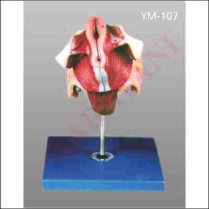 FEMALE GENITAL ORGANS