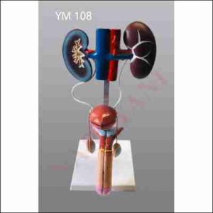 MALE UROGENITAL SYSTEM