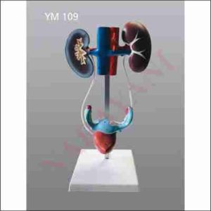 FEMALE UROGENITAL SYSTEM