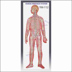 HUMAN NERVOUS SYSTEM