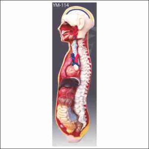 SYMPATHETIC NERVOUS SYSTEM