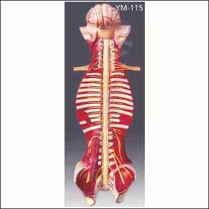 SPINAL CORD IN THE SPINAL CANAL