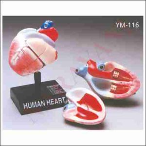 HUMAN HEART