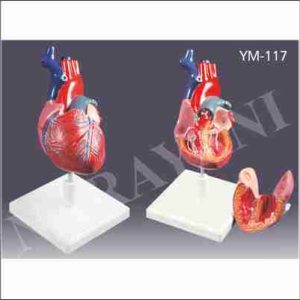 HUMAN HEART