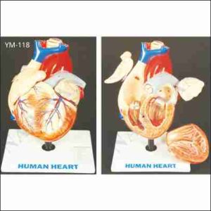 HUMAN HEART