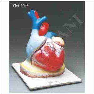 HUMAN HEART