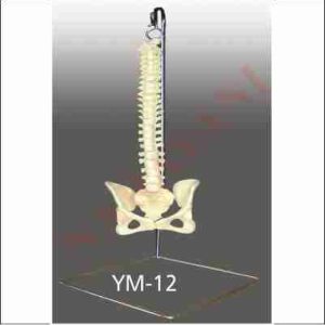 HUMAN VERTIBRAL COLOUMN