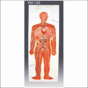 HUMAN CIRCULATORY SYSTEM