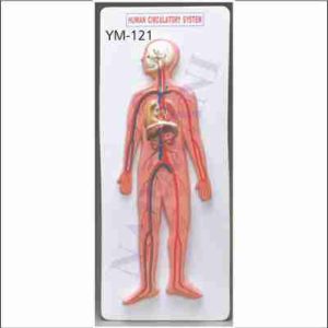 HUMAN CIRCULATORY SYSTEM