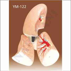 HUMAN LEFT LUNGS