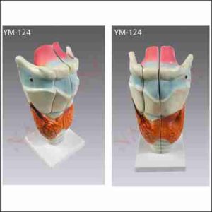 HUMAN LARYNX  MODEL, MAGNIFIED