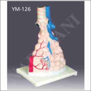 HUMAN LARYNX, TRACHEA AND BRONCHI