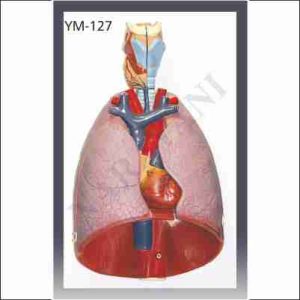 HUMAN THORACIC ORGANS