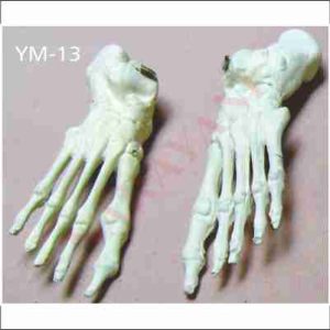HUMAN HAND BONES