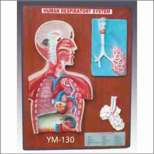 HUMAN RESPIRATORY SYSTEM