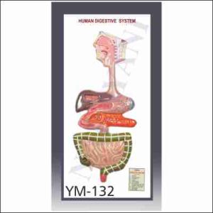 HUMAN DIGESTIVE SYSTEM