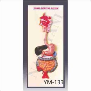 HUMAN DIGESTIVE SYSTEM
