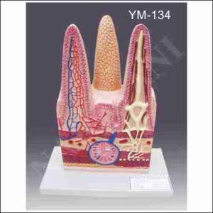 INTESTINAL VILLI
