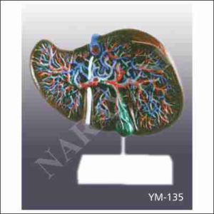 LIVER MODEL