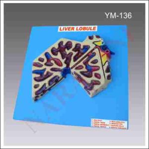 LIVER LOBULE