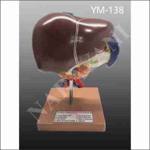 LIVER, PANCREAS AND DUODENUM MODEL