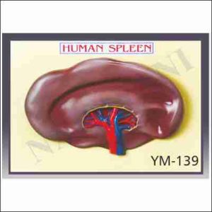 SPLEEN