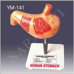 STOMACH MODEL