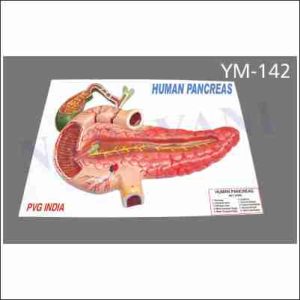 MODEL OF PANCREAS