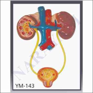 HUMAN URINARY SYSTEM
