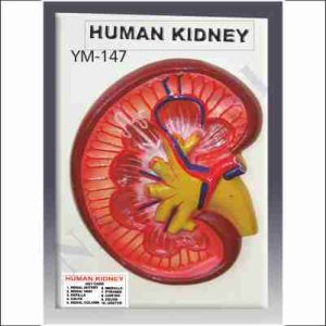 HUMAN KIDNEY
