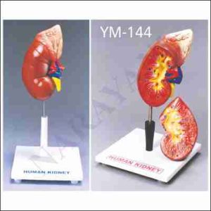 HUMAN KIDNEY