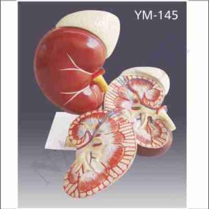 HUMAN KIDNEY