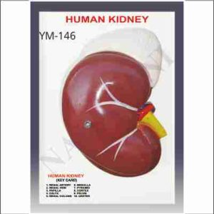 HUMAN KIDNEY