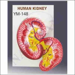 HUMAN KIDNEY
