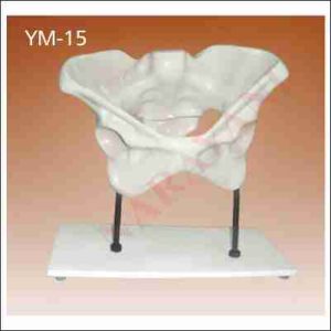 FEMALE PELVIS BONE