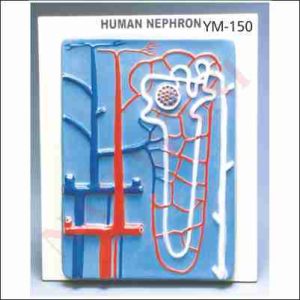 HUMAN NEPHRON